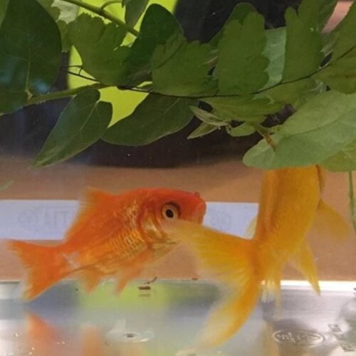 Twee goudvissen zwemmen in een aquarium. De ene lijkt de andere te bijten.
